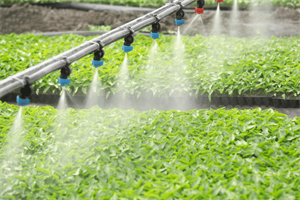 irrigation